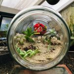 pexels-isabel-araújo-2100238